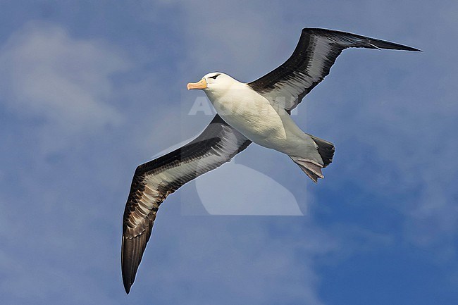 Black-browed albatross (Thalassarche melanophris) between South Georgia and the Falkland islands. stock-image by Agami/Pete Morris,