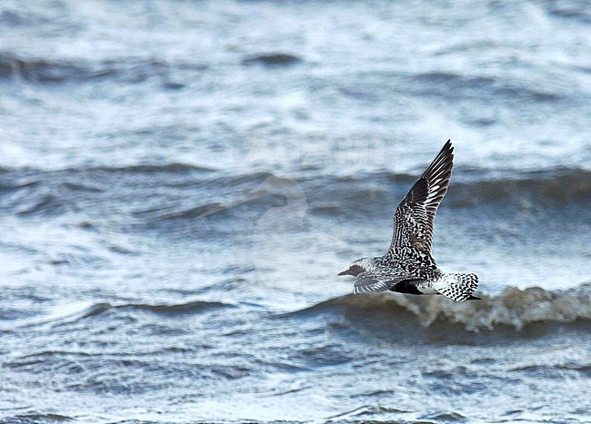 Grey Plover (Pluvialis squatarola), in flight, seen from the side, showing upperwing. stock-image by Agami/Renate Visscher,