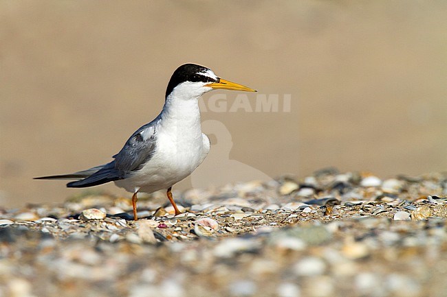 Adult Little Tern (Sternula albifrons) at coastal Cadiz in Spain. Standing on the beach. stock-image by Agami/Oscar Díez,