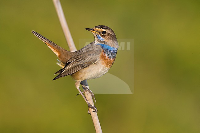Bluethroat, Luscinia svecica, during autumn migration in Italy. stock-image by Agami/Daniele Occhiato,