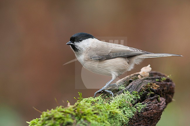 Marsh Tit - Sumpfmeise - Poecile palustris ssp. palustris, Germany, adult stock-image by Agami/Ralph Martin,