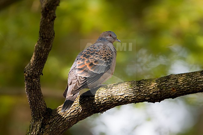 Oriental Turtle-Dove adult perched in a tree; Oosterse Tortel volwassen zittend in een boom stock-image by Agami/Marc Guyt,