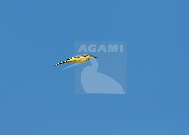 Male Grey-headed Wagtail (Motacilla thunbergi) flying, migrating high in blue sky showing underside stock-image by Agami/Ran Schols,