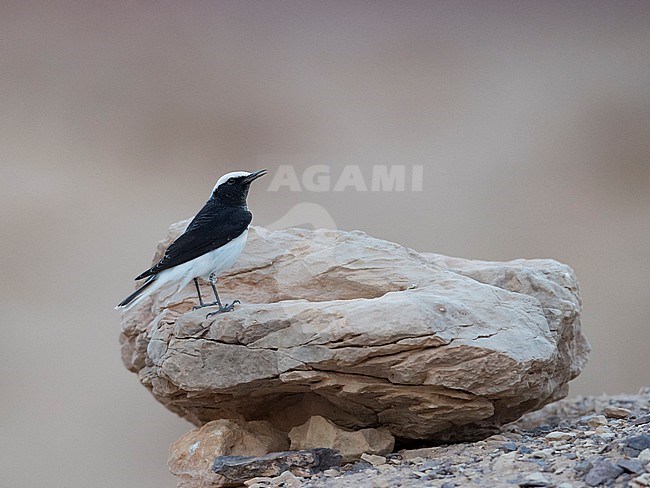 Back view of a male Hooded Wheatear (Oenanthe monacha) standing on a rock. Israel, Asia stock-image by Agami/Markku Rantala,
