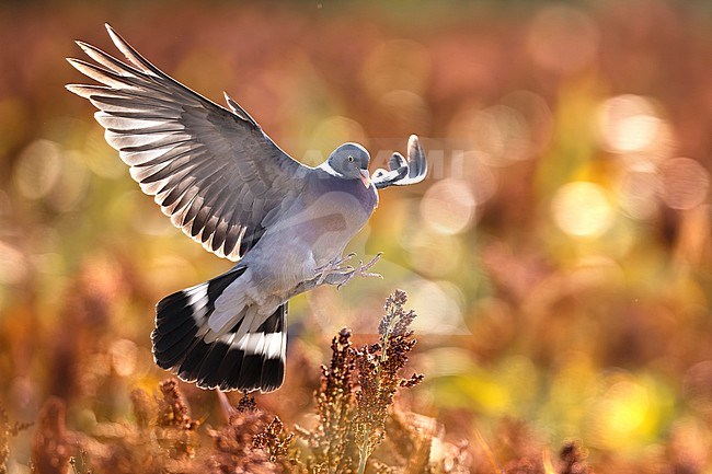Common wood pigeon, Columba palumbus, in Italy. stock-image by Agami/Daniele Occhiato,