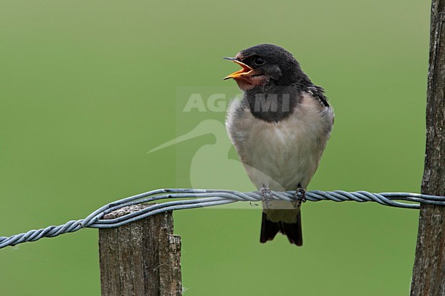 Boerenzwaluw juveniel bedelend om voer Nederland; Barn Swallow juvenile begging for food Netherlands stock-image by Agami/Wil Leurs,