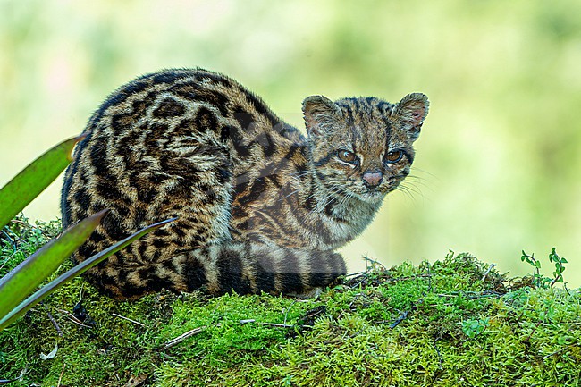 Oncilla (Leopardus tigrinus) in Colombia. A small spotted cat ranging from Central America to central Brazila and also known as the northern tiger cat, little spotted cat, and tigrillo. stock-image by Agami/Dani Lopez-Velasco,
