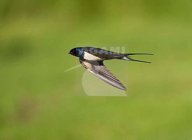 Barn Swallow Boerenzwaluw stock-image by Agami/Marc Guyt,