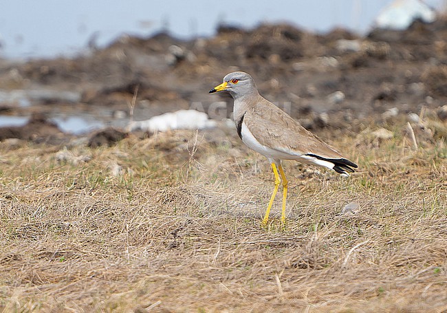 Grey-headed Lapwing (Vanellus cinereus) during spring in Mongolia. stock-image by Agami/Dani Lopez-Velasco,