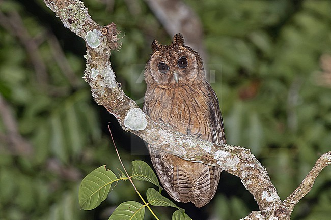 Jamaican owl (Asio grammicus) on Jaimaca. stock-image by Agami/Pete Morris,