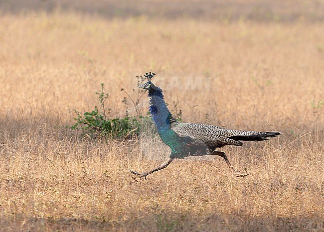 Running male Indian Peafowl (Pavo cristatus),  also known as the common peafowl, and blue peafowl. stock-image by Agami/Marc Guyt,