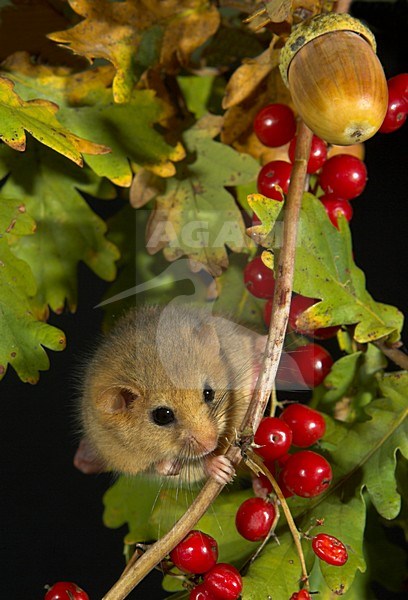 Hazelmuis op besjes, Dormouse on berries stock-image by Agami/Danny Green,