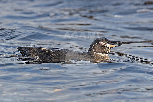 Galapagos penguin (Spheniscus mendiculus) on the Galapagos Islands, part of the Republic of Ecuador. The only penguin found north of the equator. stock-image by Agami/Pete Morris,