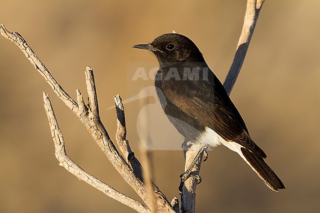 White-crowned Wheatear - Saharasteinschmätzer - Oenanthe leucopyga ssp. leucopyga, Morocco, 2nd cy, male stock-image by Agami/Ralph Martin,