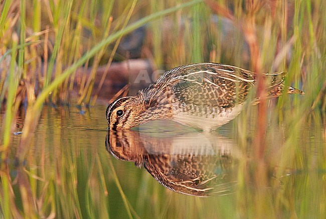 Common Snipe (Gallinago gallinago) UtÃ¶ Finland July 2013 stock-image by Agami/Markus Varesvuo,