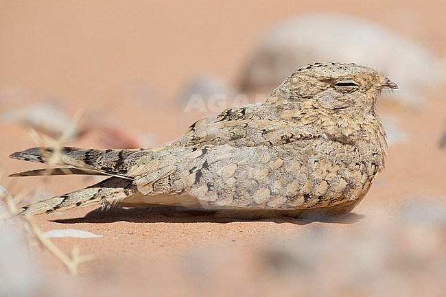 Egyptian Nightjar (Caprimulgus aegyptius saharae), adult resting on the ground in Morocco stock-image by Agami/Saverio Gatto,