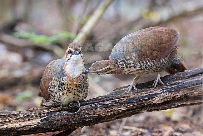The white-breasted mesite (Mesitornis variegatus) is a ground-dwelling bird endemic to Madagascar. One of three species in the mesite family. It has a small population and is restricted to five sites in the north and west of the island, and one in the east. Here we see a unique moment of a pair of mesites preening. stock-image by Agami/Jacob Garvelink,