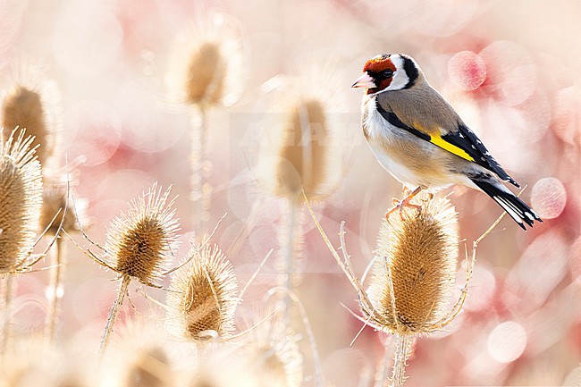 Eurasian Goldfinch (Carduelis carduelis) in Italy. stock-image by Agami/Daniele Occhiato,