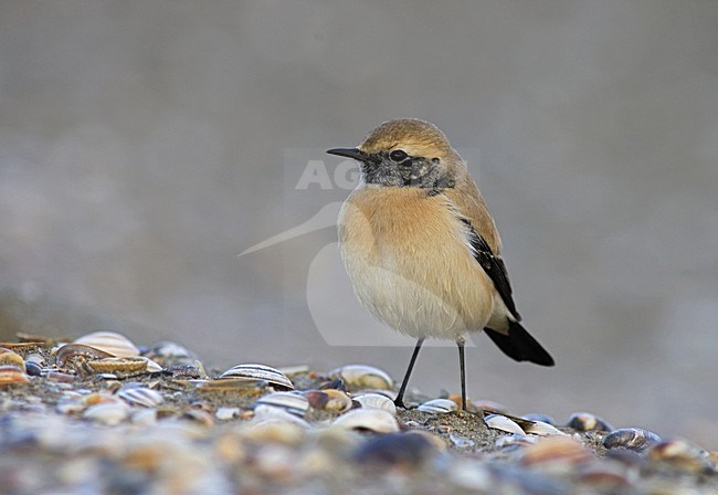 Desert Wheatear on beach of IJmuiden, Netherlands ; Woestijntapuit op het strand van IJmuiden stock-image by Agami/Marc Guyt,