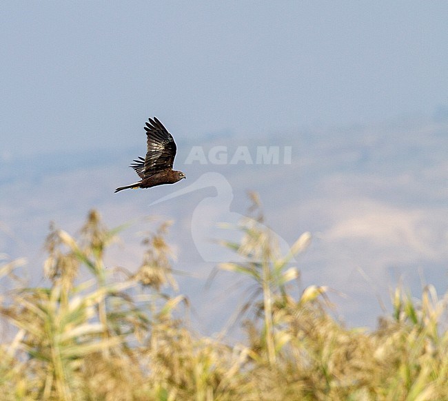 Dark morph Western Marsh Harrier (Circus aeruginosus) in flight in Israel. stock-image by Agami/Yoav Perlman,