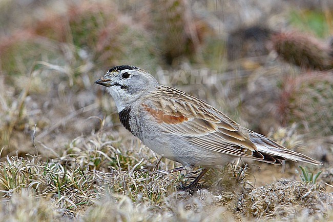 Adult male breeding
Weld Co., CO
April 2014 stock-image by Agami/Brian E Small,