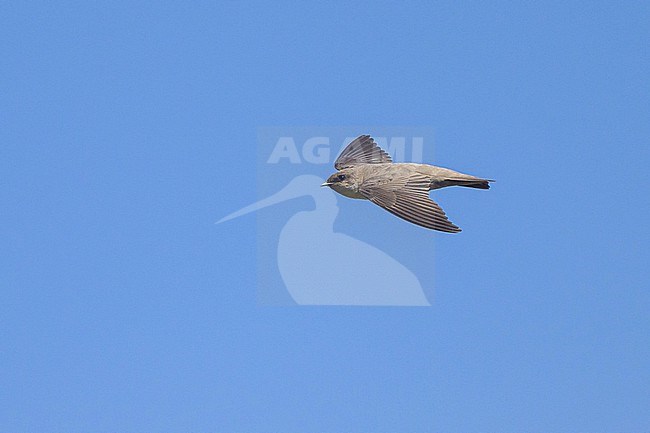 Pale crag Martin (Ptyonoprogne obsoleta), in Oman. stock-image by Agami/Sylvain Reyt,