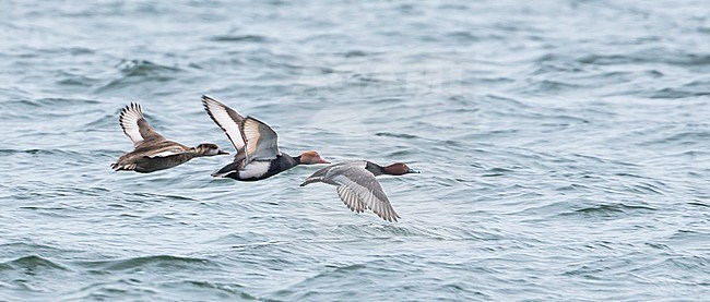 Redhead, Amerikaanse Tafeleend, Aythya americana, France, adult male stock-image by Agami/Ralph Martin,