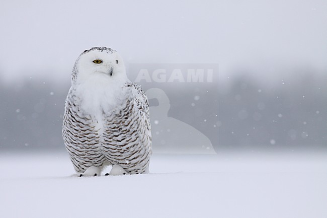 Sneeuwuil zittend in sneeuw; Snowy Owl perched in snow stock-image by Agami/Chris van Rijswijk,