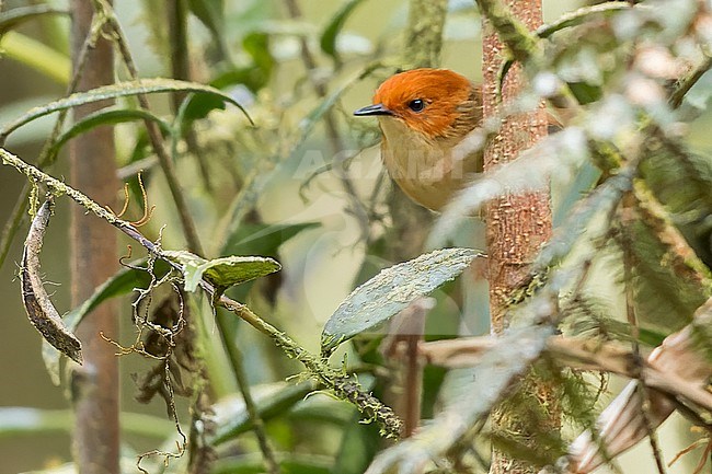 Orange-crowned Fairywren (Clytomyias insignis) Perched on a branch in Papua New Guinea stock-image by Agami/Dubi Shapiro,