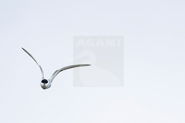 Adult Common Tern (Sterna hirundo tibetana) in Tajikistan. stock-image by Agami/Ralph Martin,