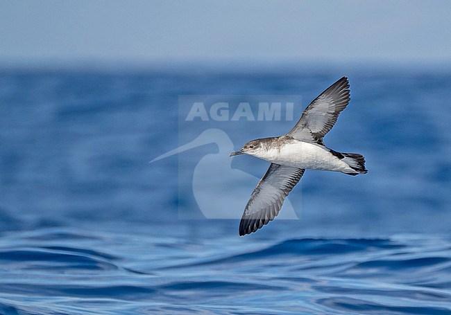 Manx shearwater, Puffinus puffinus, off Madeira. stock-image by Agami/Pete Morris,