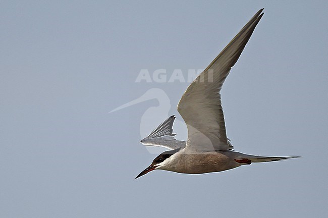 Summer plumage White-cheeked Tern (Sterna repressa) along the coast near Jeddah, Saudi Arabia. stock-image by Agami/Eduard Sangster,