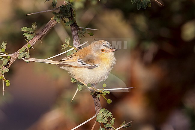 Adult female perched on a branch of acacia in Oued Jenna, Western Sahara. stock-image by Agami/Vincent Legrand,