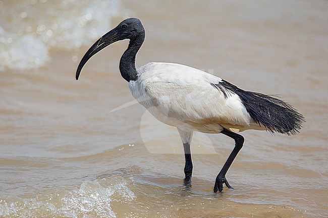 adult African sacred ibis (Threskiornis aethiopicus) at the shore of Lake Albert in Uganda stock-image by Agami/Mathias Putze,