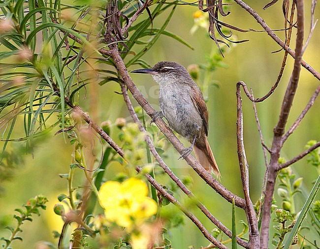 Straight-billed Reedhaunter, Limnoctites rectirostris, adult perched in a bush in southern cone grassland in Brazil stock-image by Agami/Andy & Gill Swash ,