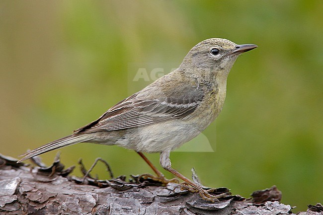 Adult female
Osceola Co., FL
February 2006 stock-image by Agami/Brian E Small,