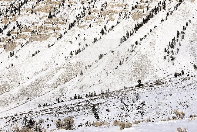 Snow on Foot Mount Everts Yellowstone Nat. Park stock-image by Agami/Rob Riemer,