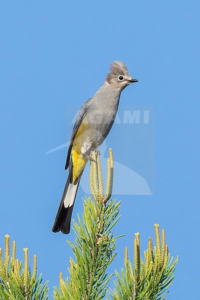Adult
Nuevo Leon, Mexico
May 2022 stock-image by Agami/Brian E Small,