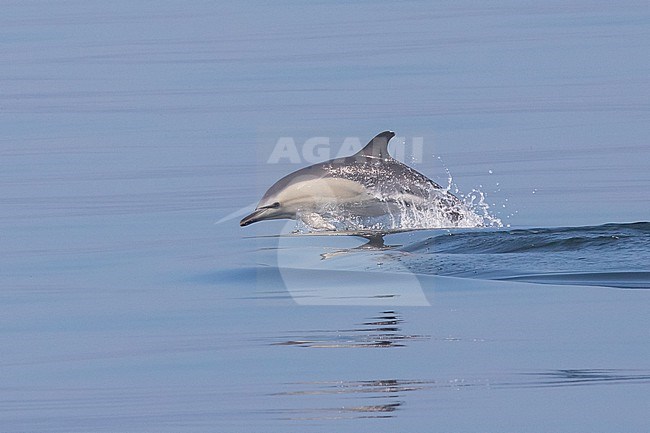 Common dolphin (Delphinus delphis) jumping, against a calm sea as background, in Brittany, France. stock-image by Agami/Sylvain Reyt,