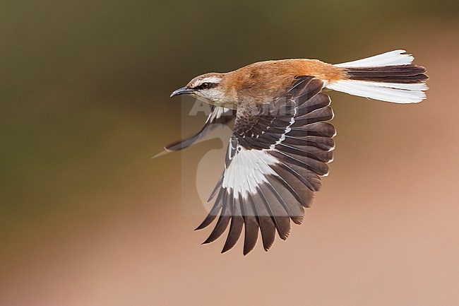 Brown-backed Mockingbird (Mimus dorsalis) in flight  in Argentina stock-image by Agami/Dubi Shapiro,