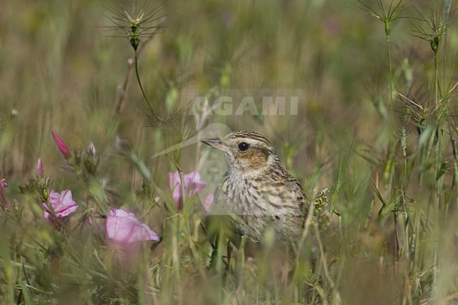 Wood Lark standing; Boomleeuwerik staand stock-image by Agami/Daniele Occhiato,