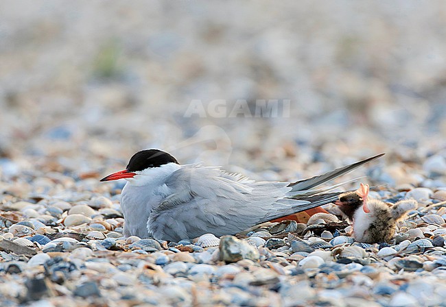 Common Tern (Sterna hirundo) on Wadden island Texel in the Netherlands. stock-image by Agami/Marc Guyt,