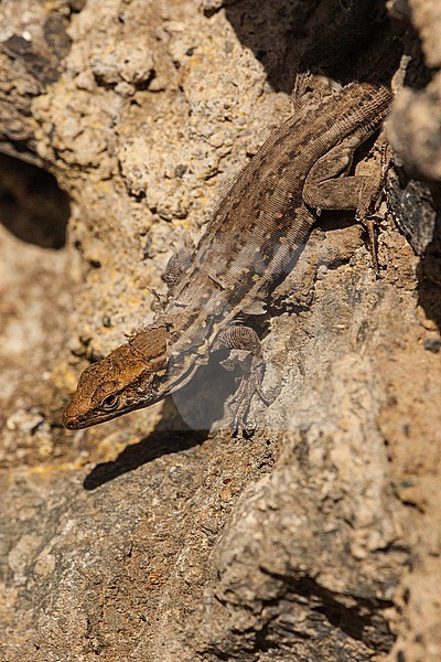Canarische Hagedis, Tenerife Lizard stock-image by Agami/Wil Leurs,