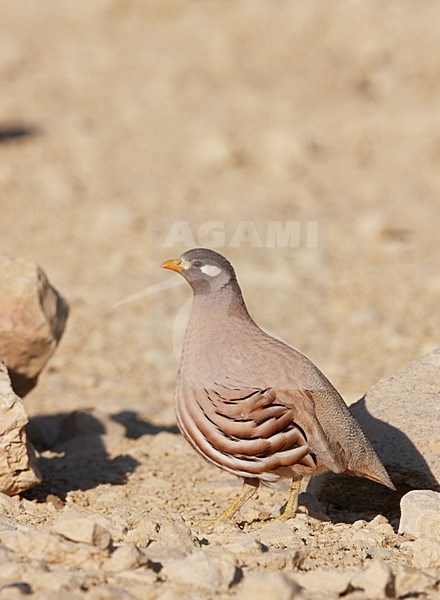 Mannetje Arabische Woestijnpatrijs; Male Sand Partridge stock-image by Agami/Markus Varesvuo,