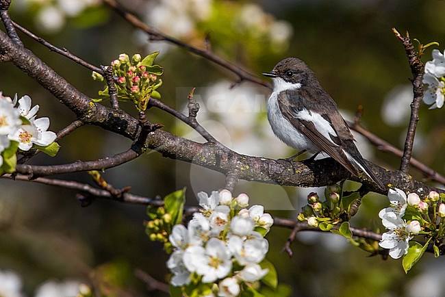 European Pied Flycatcher, Ficedula hypoleuca, in Italy. Perched on a twig. Moulting adult male in late summer. stock-image by Agami/Daniele Occhiato,