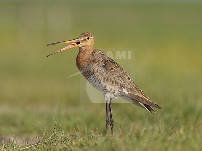 Volwassen mannetje Grutto in weiland; Adult male Black-tailed Godwit in meadow stock-image by Agami/Arie Ouwerkerk,