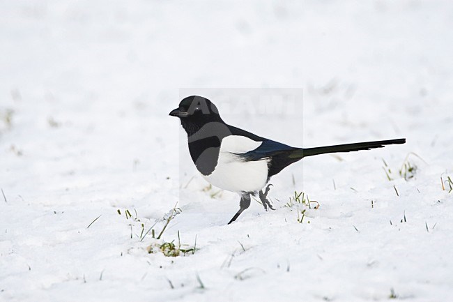 Ekster in de sneeuw; Eurasian Magpie in snow stock-image by Agami/Marc Guyt,