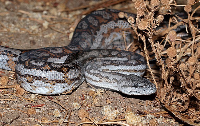 Carpet python, Morelia spilota, at Long Waterhole - Winton - Queensland - Australia. stock-image by Agami/Aurélien Audevard,