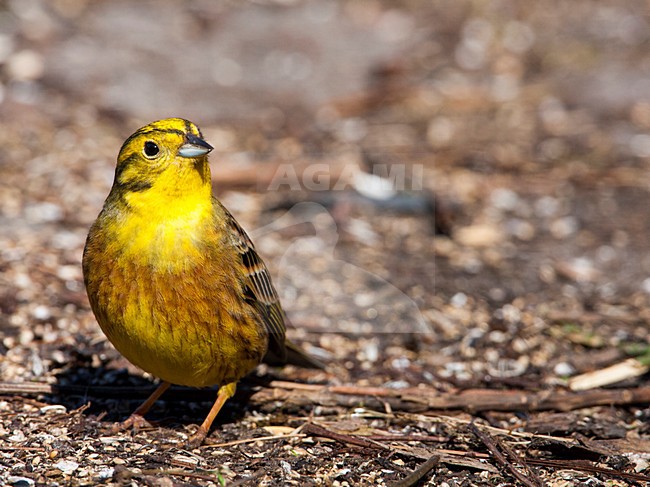 Mannetje Geelgors, Male Yellowhammer stock-image by Agami/Wil Leurs,
