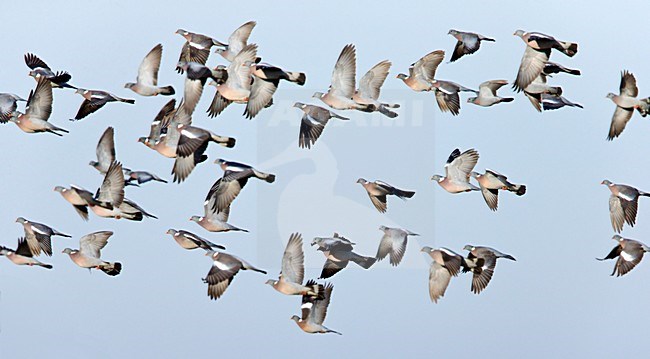 Dichte groep vliegende trekkende Houtduiven;Dense flock of flying migrating Common Wood Pigeons stock-image by Agami/Ran Schols,